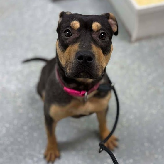 Enlarge Verity, a ADOPTABLE mixed breed in Bardstown, KY image 1/6