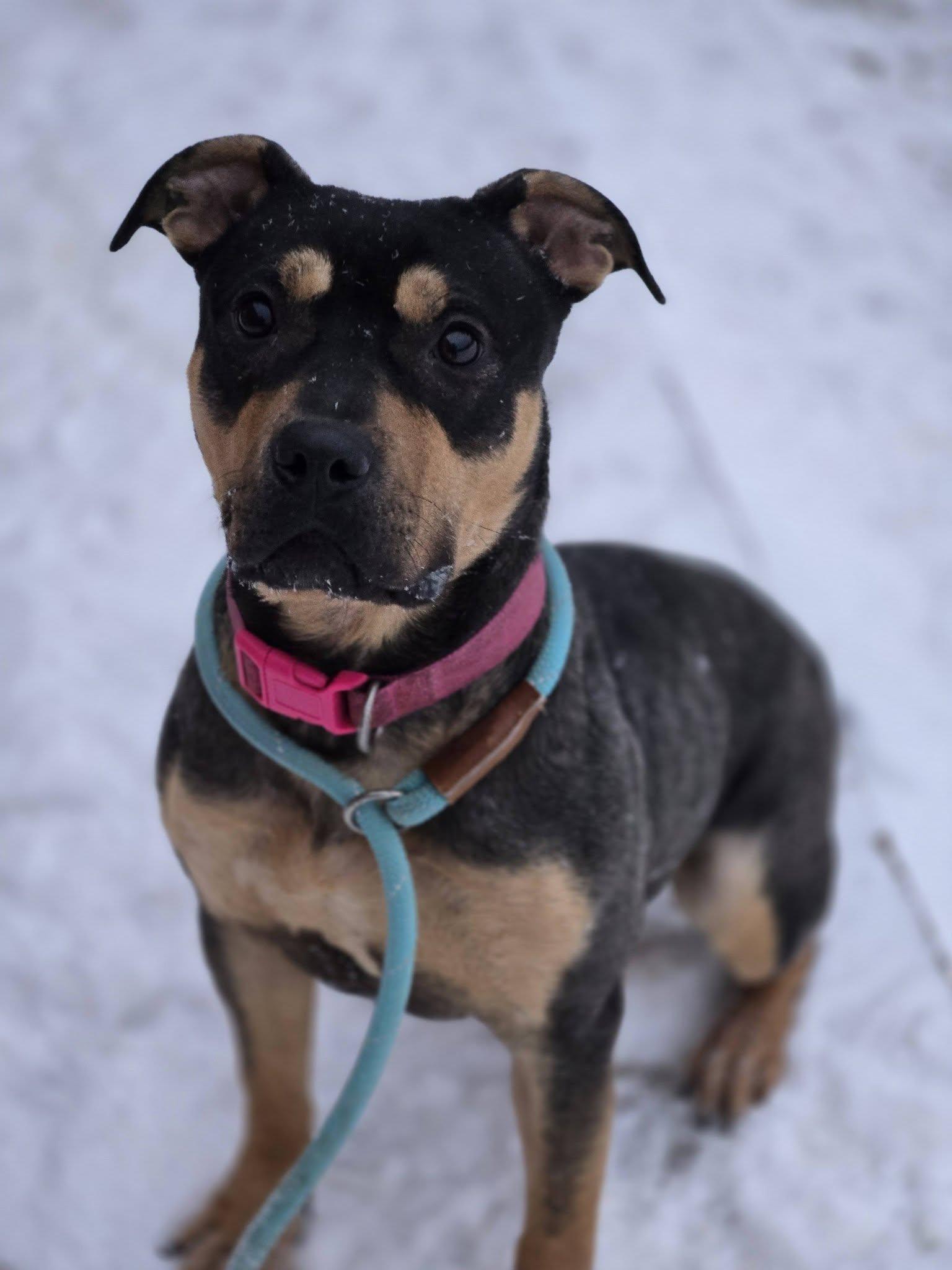 Verity, ADOPTABLE, Young Female Bulldog & Pit Bull Terrier.