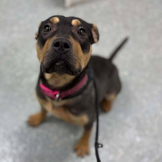 Enlarge Verity, a ADOPTABLE mixed breed in Bardstown, KY image 2/6