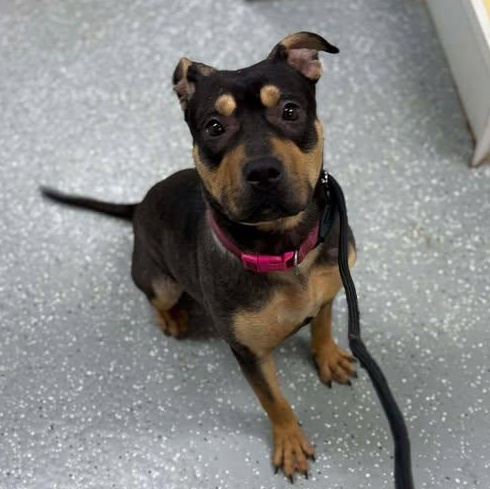 Enlarge Verity, a ADOPTABLE mixed breed in Bardstown, KY image 3/6