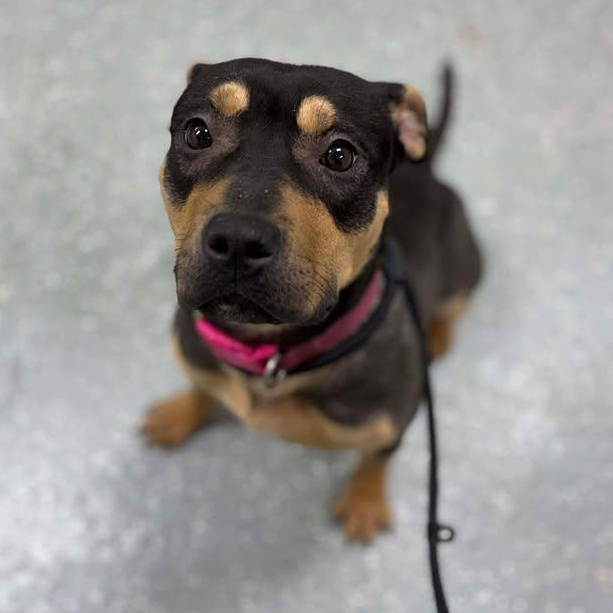 Enlarge Verity, a ADOPTABLE mixed breed in Bardstown, KY image 4/6