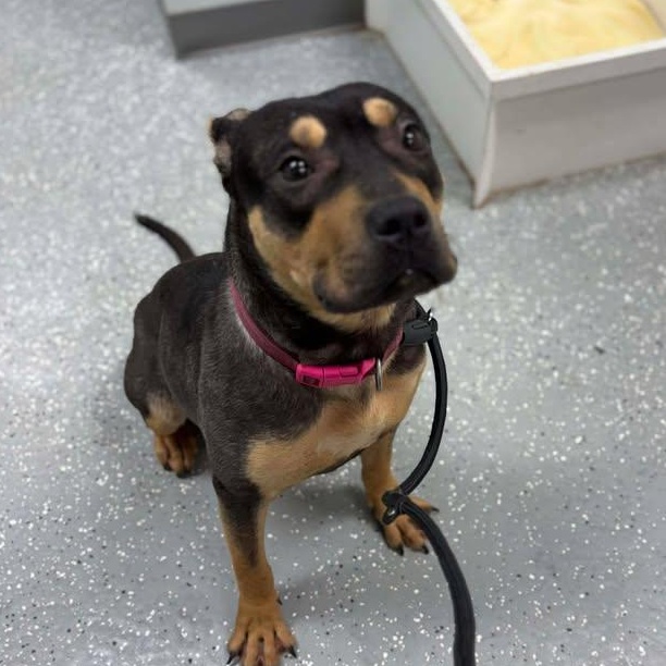 Enlarge Verity, a ADOPTABLE mixed breed in Bardstown, KY image 6/6