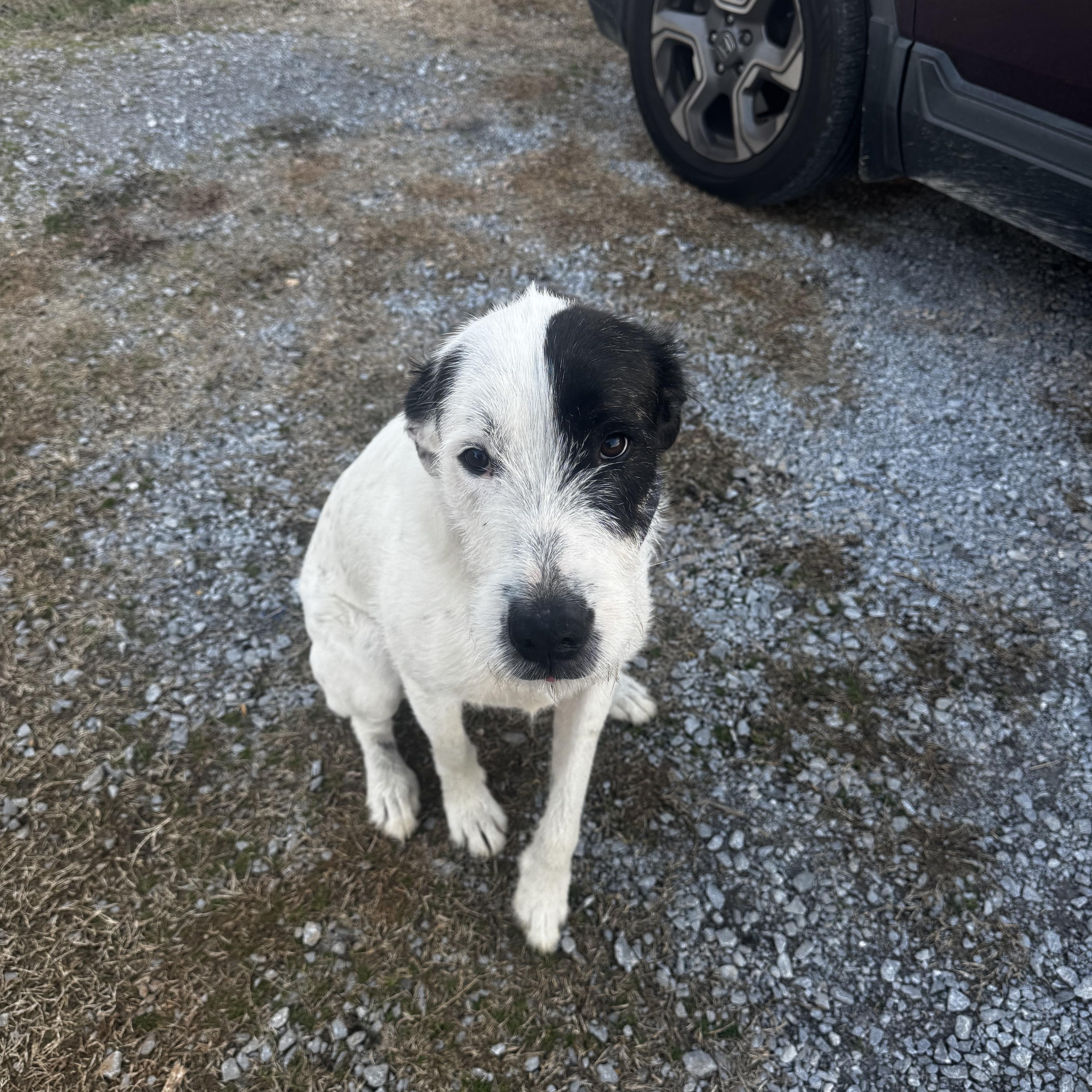 Tyson, an adopted mixed breed in Gadsden, AL image 1/3