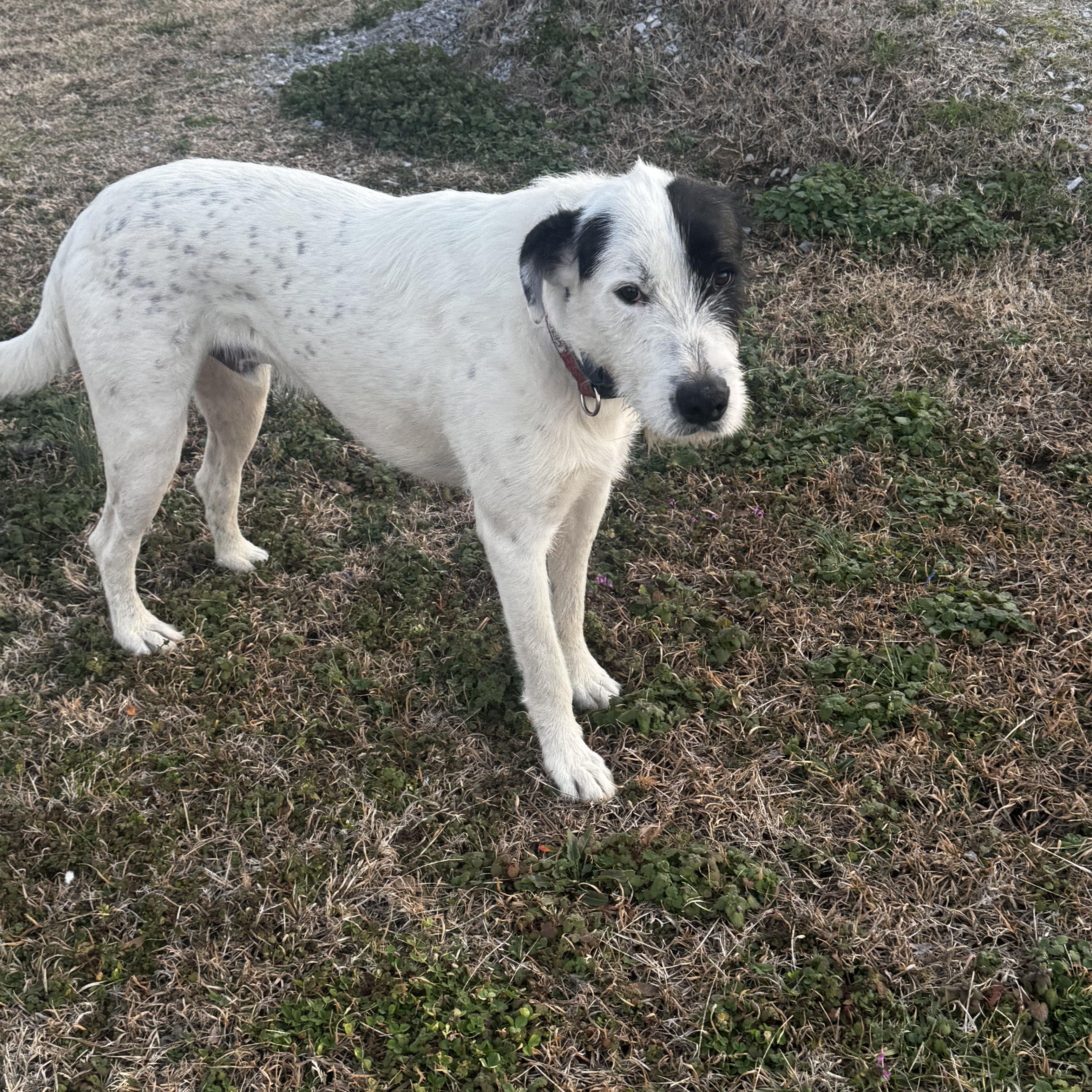Tyson, an adopted mixed breed in Gadsden, AL image 3/3