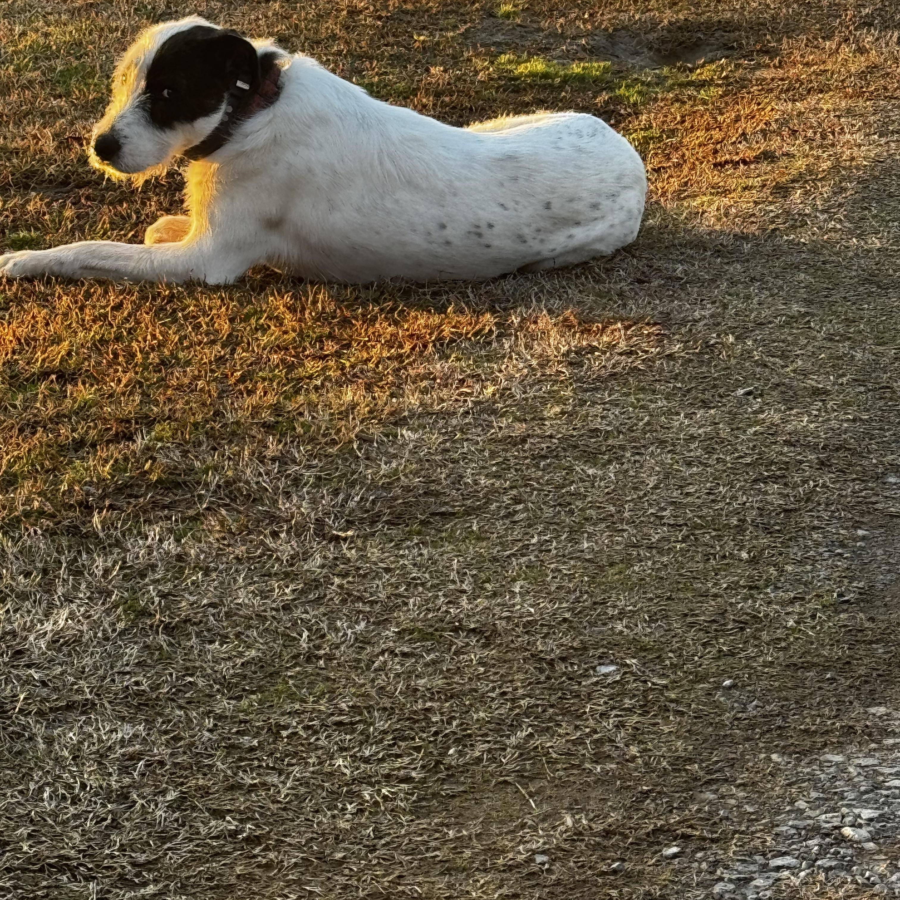 Tyson, an adopted mixed breed in Gadsden, AL image 2/3