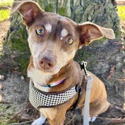 Sparky (in foster), a ADOPTABLE Chihuahua in Santa Cruz, CA image 3/6