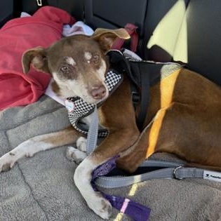 Sparky (in foster), a ADOPTABLE Chihuahua in Santa Cruz, CA image 6/6