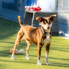 Sparky (in foster), a ADOPTABLE Chihuahua in Santa Cruz, CA image 4/6