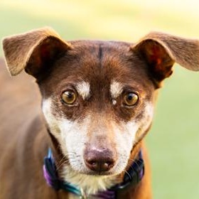Sparky (in foster), a ADOPTABLE Chihuahua in Santa Cruz, CA image 5/6