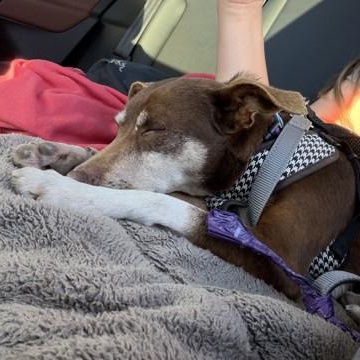 Sparky (in foster), a ADOPTABLE Chihuahua in Santa Cruz, CA image 2/6