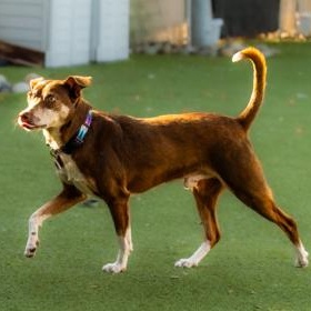 Sparky (in foster), ADOPTABLE, Adult Male Chihuahua.