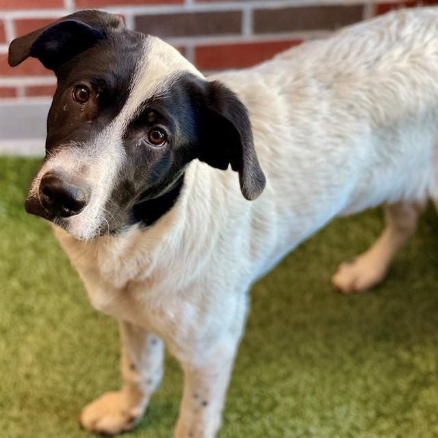 MICAH, Adoptable, Young Male Mixed Breed.