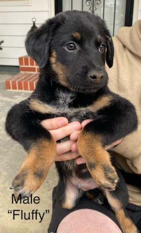 Fluffy, a ADOPTABLE mixed breed in Calhoun, GA image 2/2