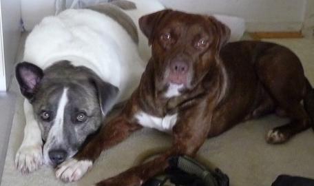 Enlarge Rusty, a Adoptable Terrier in Herndon, VA image 1/3