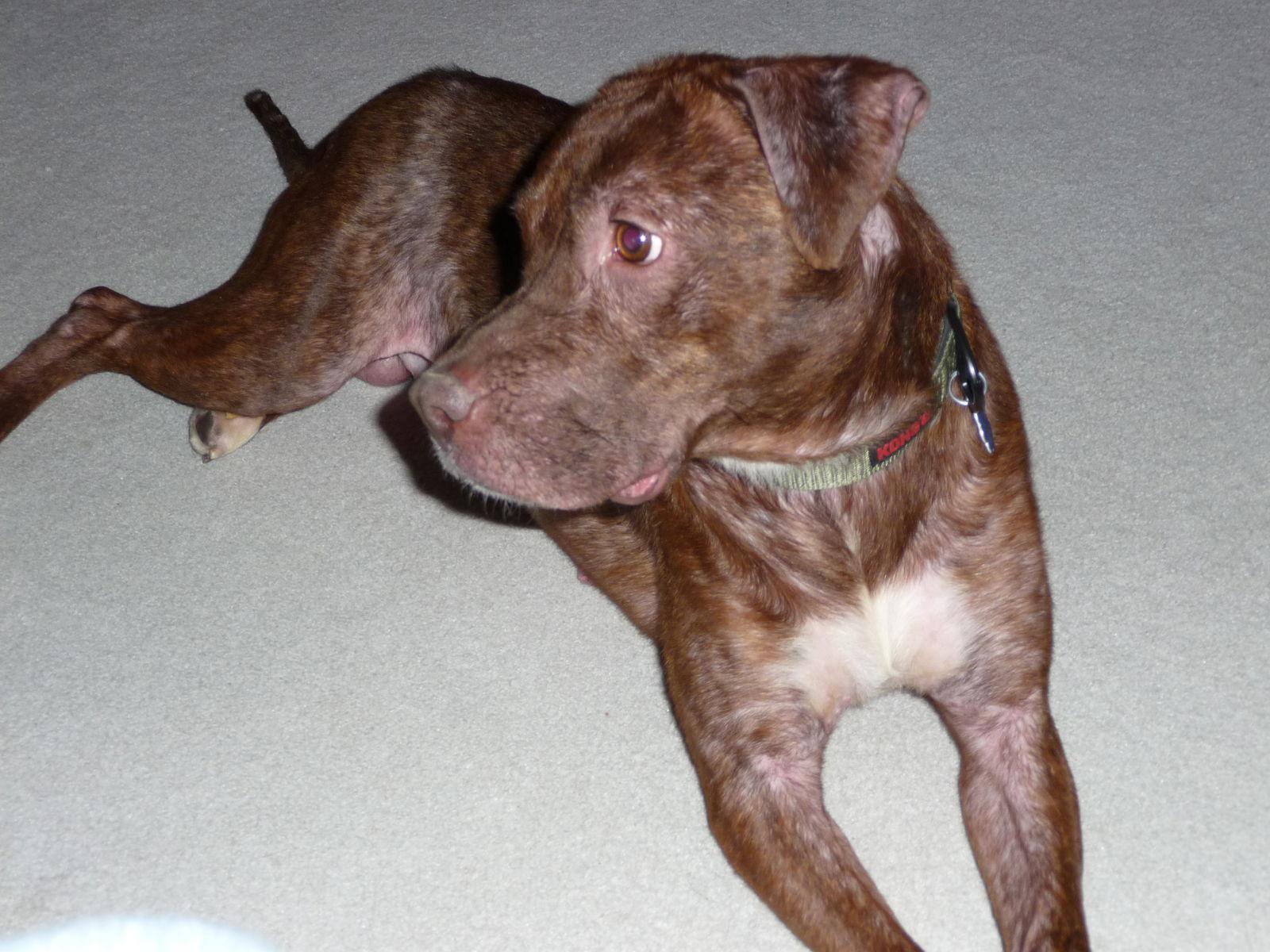 Johnny Boy aka JB, Adoptable, Adult Male Terrier.