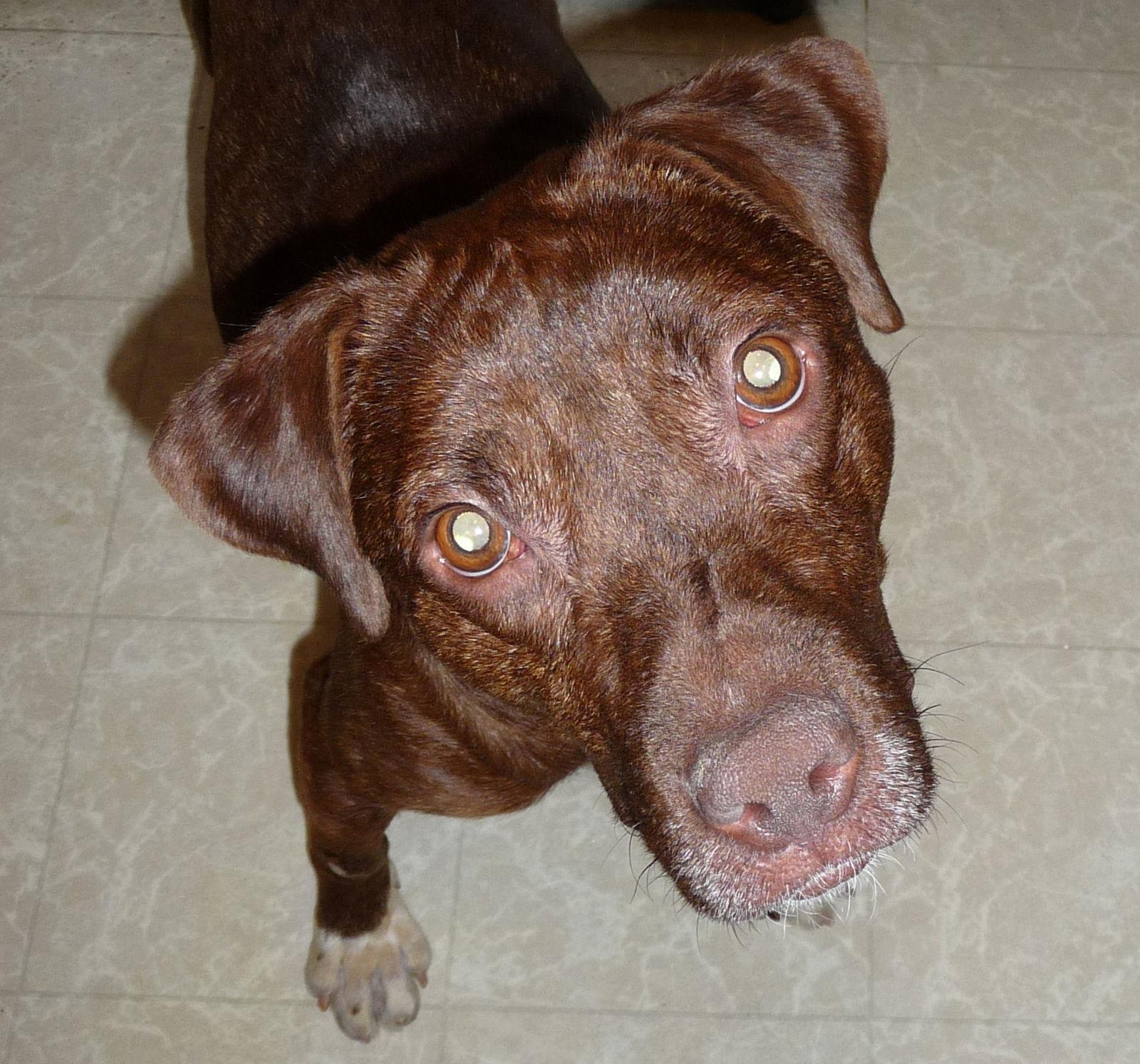 Enlarge Johnny Boy aka JB, a Adoptable Terrier in Herndon, VA image 2/3