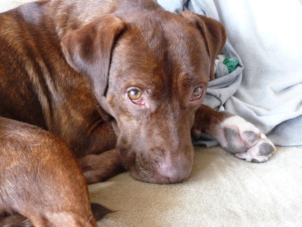 Enlarge Johnny Boy aka JB, a Adoptable Terrier in Herndon, VA image 3/3