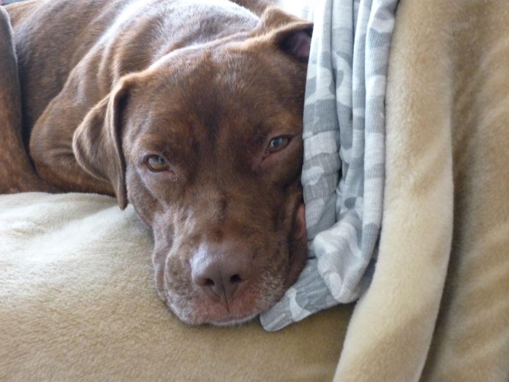 Enlarge Rusty, a Adoptable Terrier in Herndon, VA image 3/3