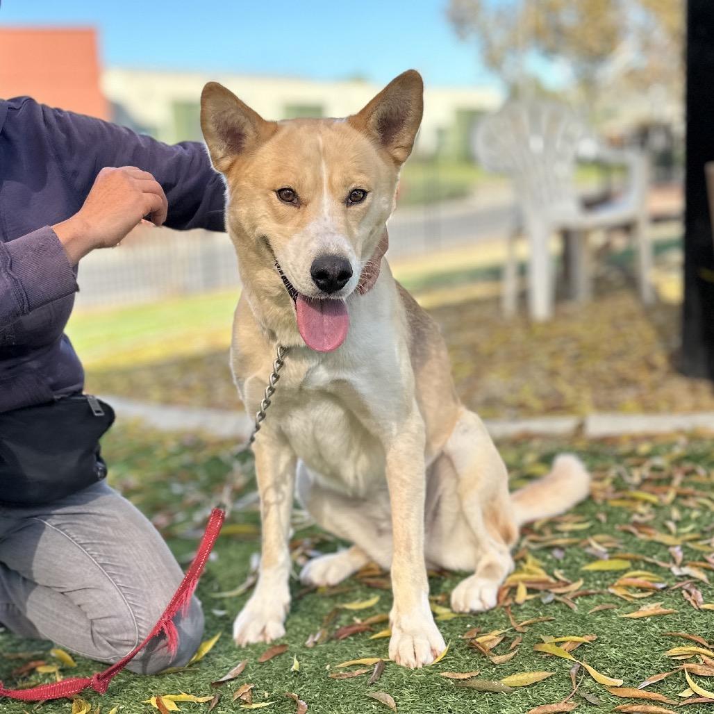 Enlarge Sandy, a Adoptable mixed breed in Dublin, CA image 5/6
