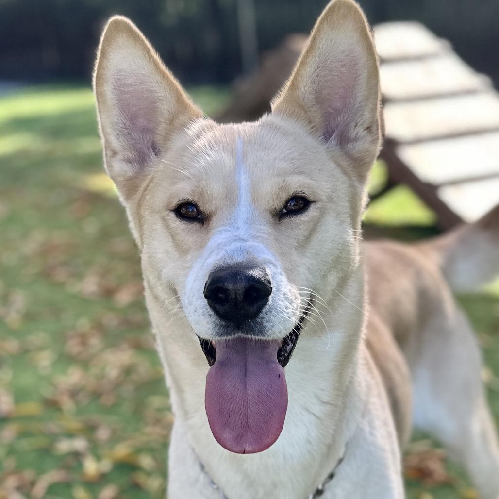 Enlarge Sandy, a Adoptable mixed breed in Dublin, CA image 2/6