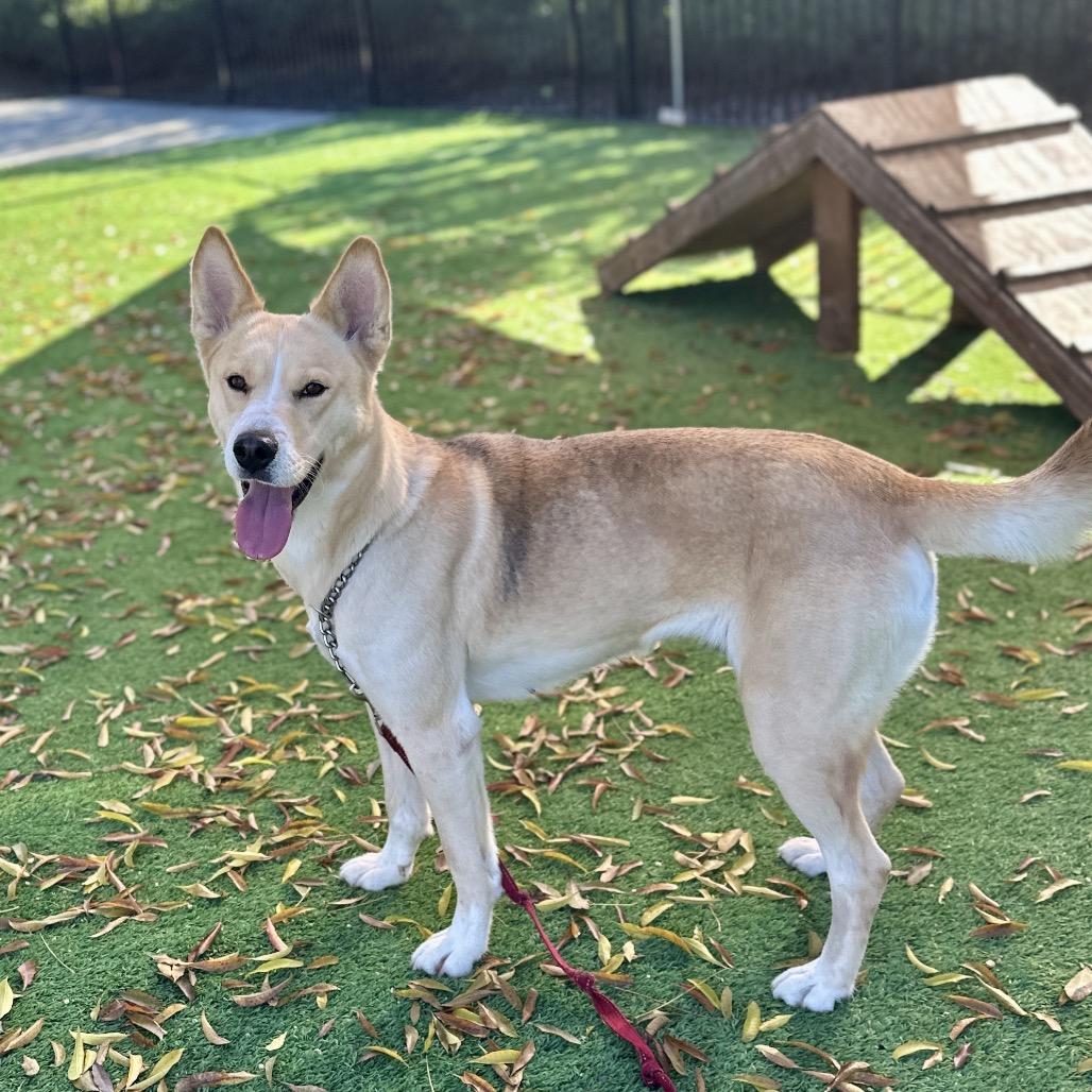 Enlarge Sandy, a Adoptable mixed breed in Dublin, CA image 4/6