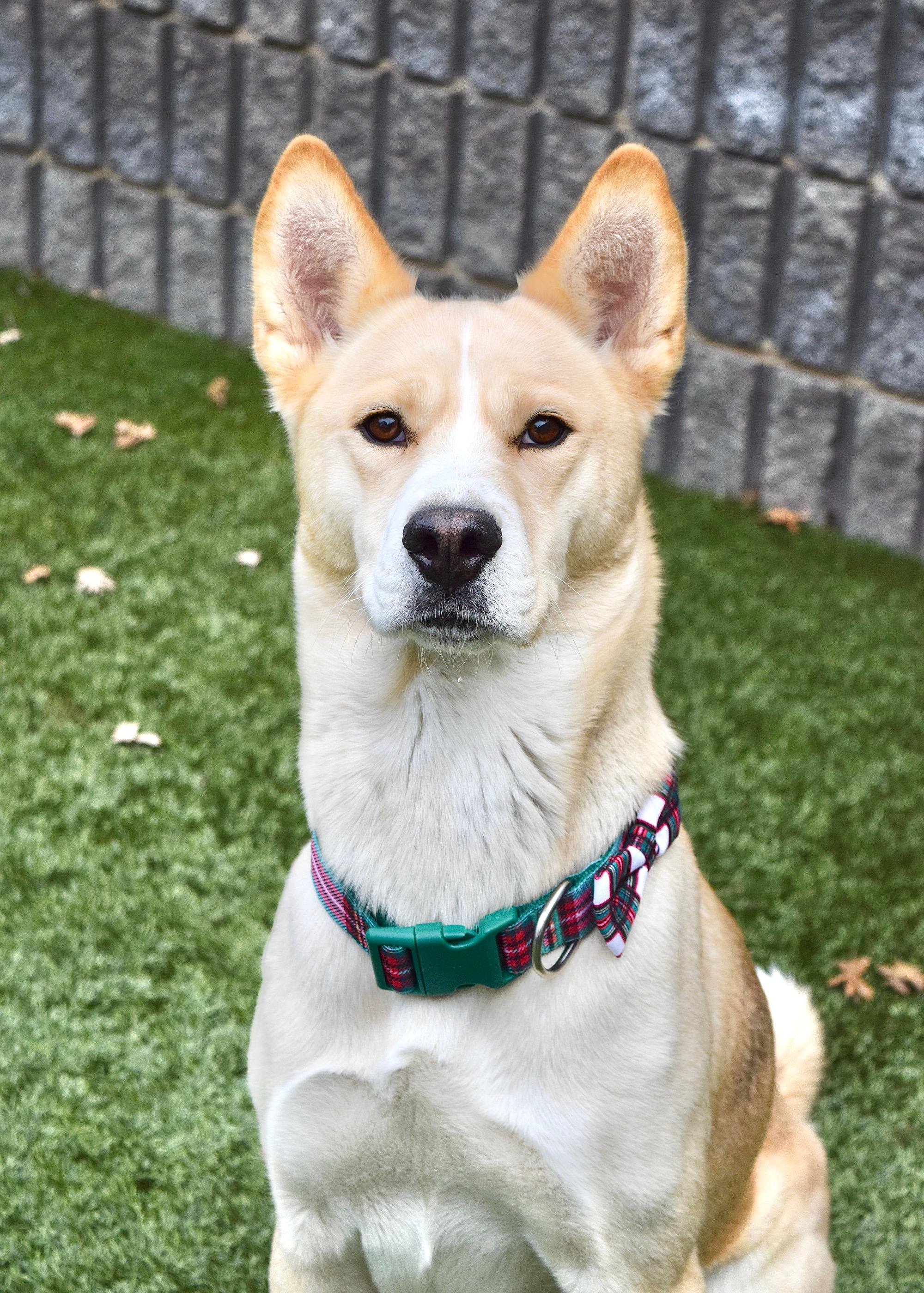 Sandy, Adoptable, Young Female Siberian Husky & Jindo.