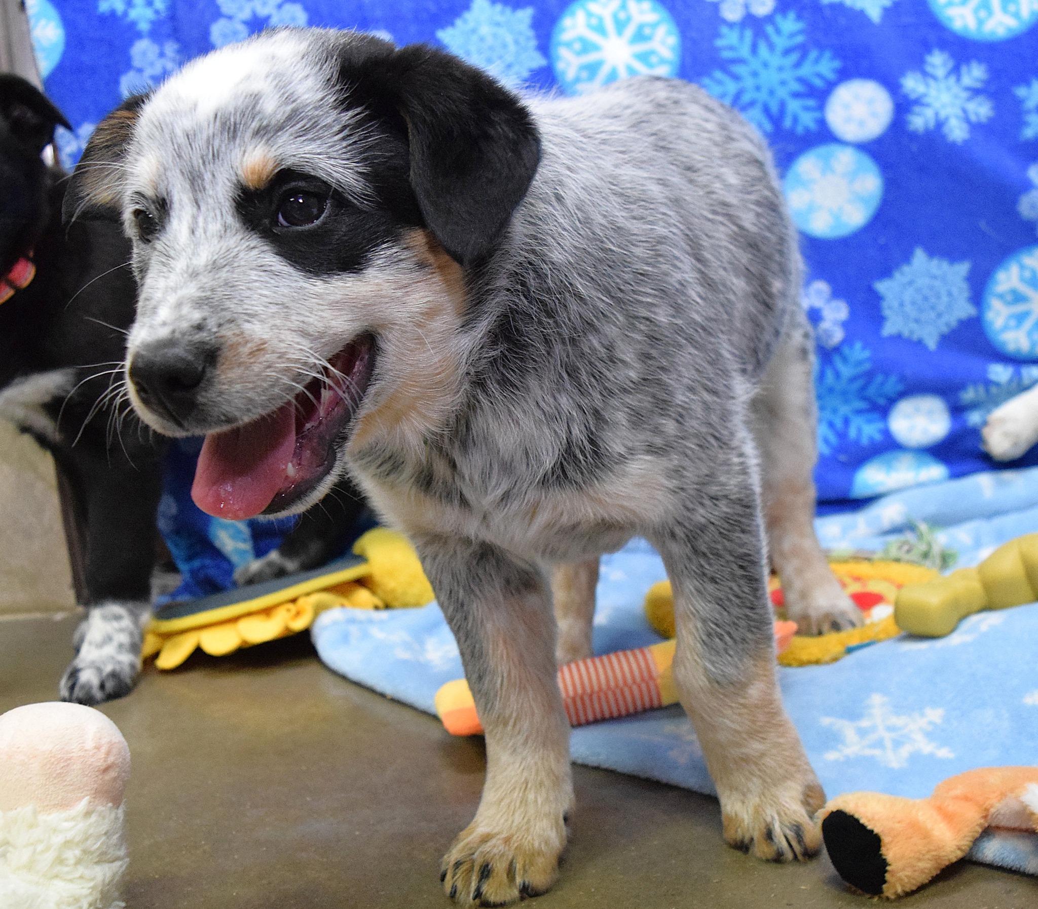 Oslo, adopted, Puppy Male Australian Cattle Dog / Blue Heeler.