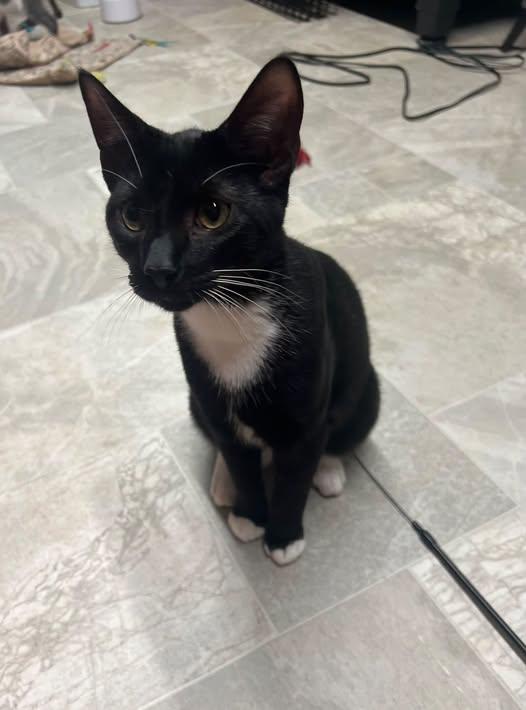 Enlarge Mac (aka Mackey), a Adoptable Tuxedo in Richmond Dale, OH image 1/1