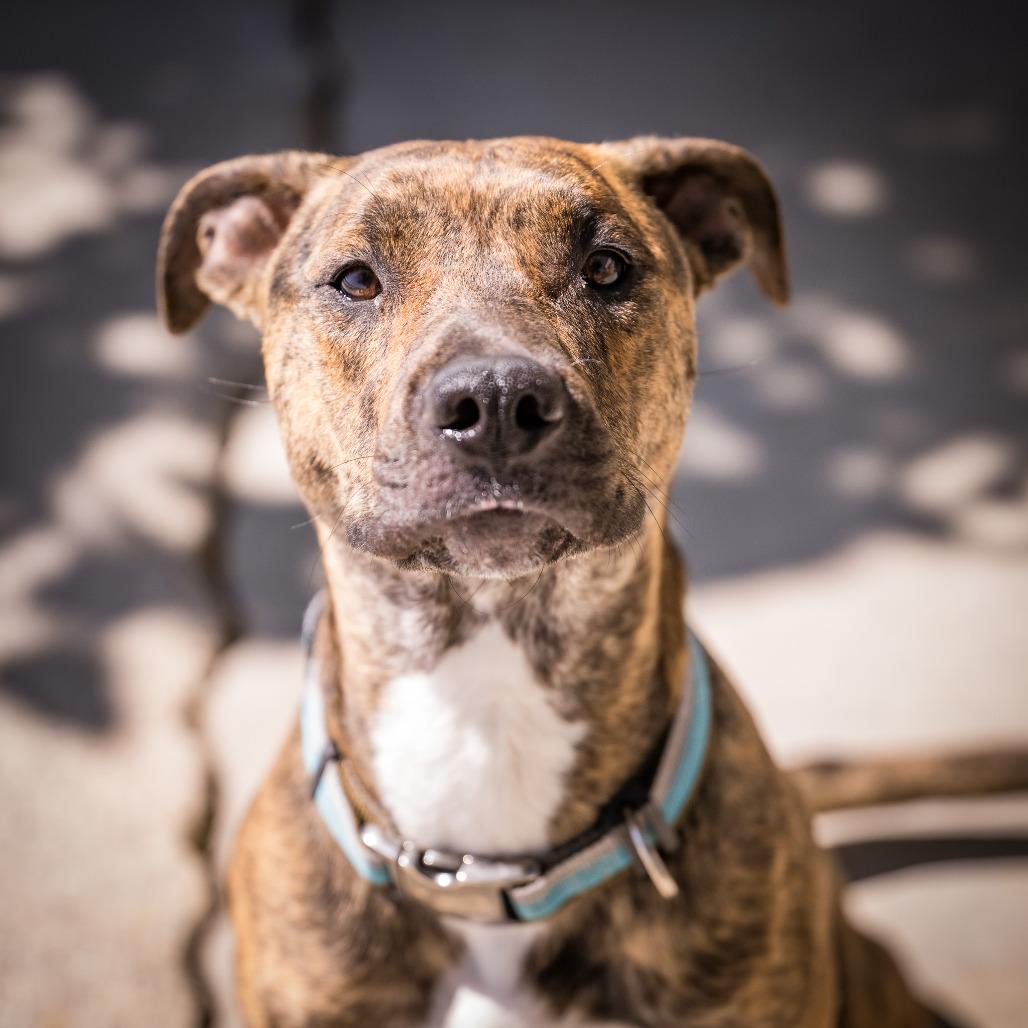 Enlarge NOVA, a ADOPTABLE mixed breed in Joshua Tree, CA image 1/1