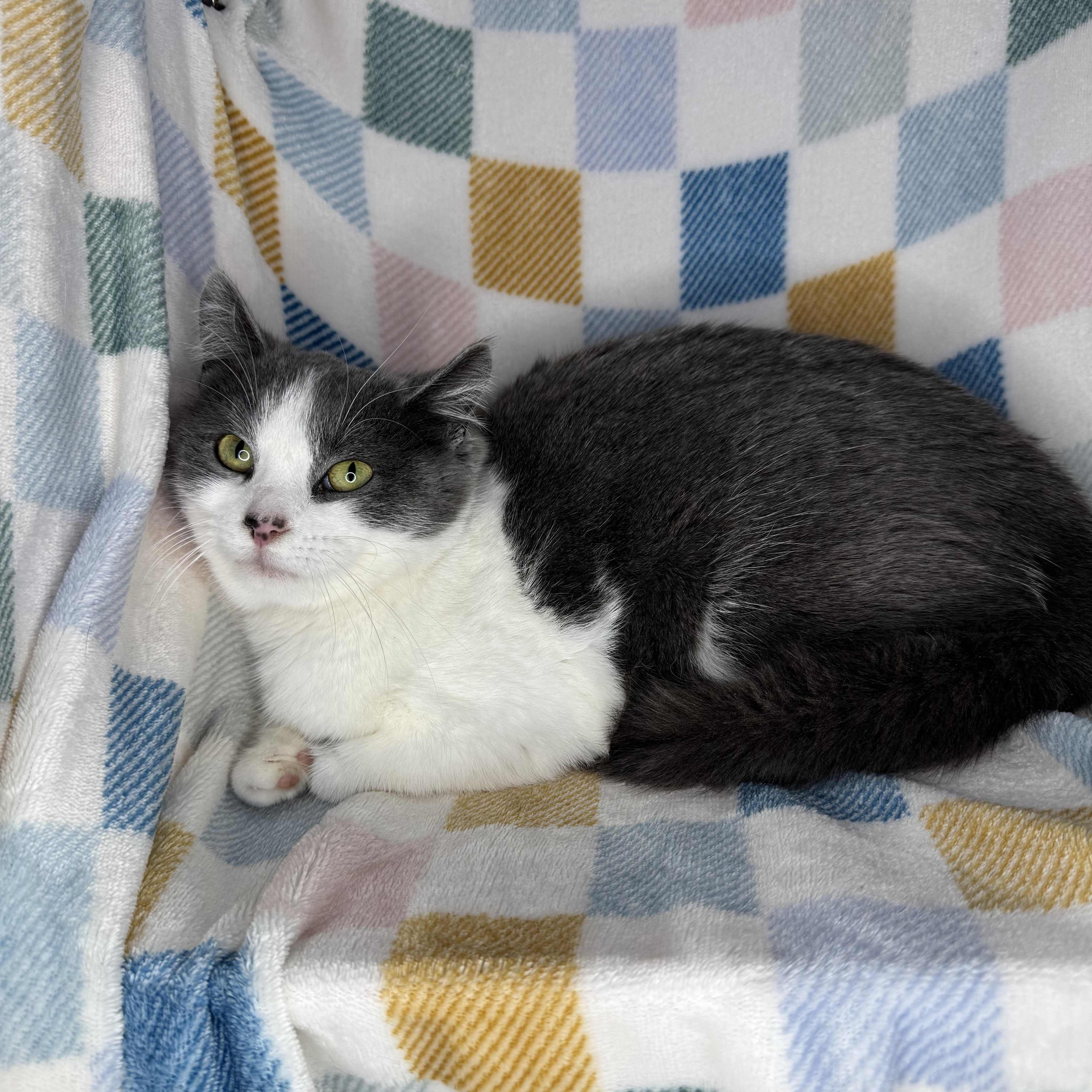 Enlarge Vesti, a Adoptable mixed breed in Mount Vernon, IL image 6/6