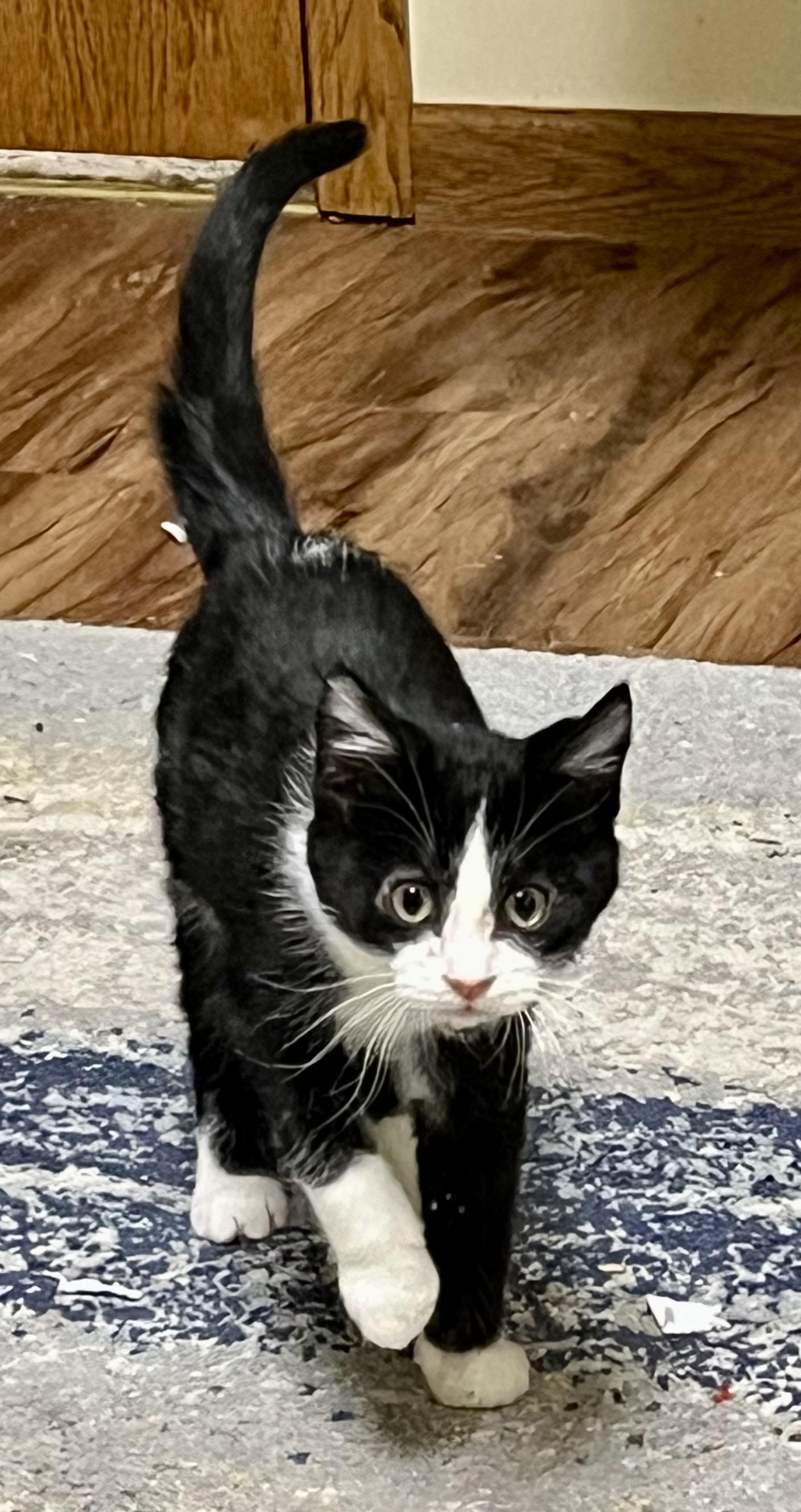 Enlarge Ace, a Adoptable Domestic Short Hair in Faribault, MN image 1/2