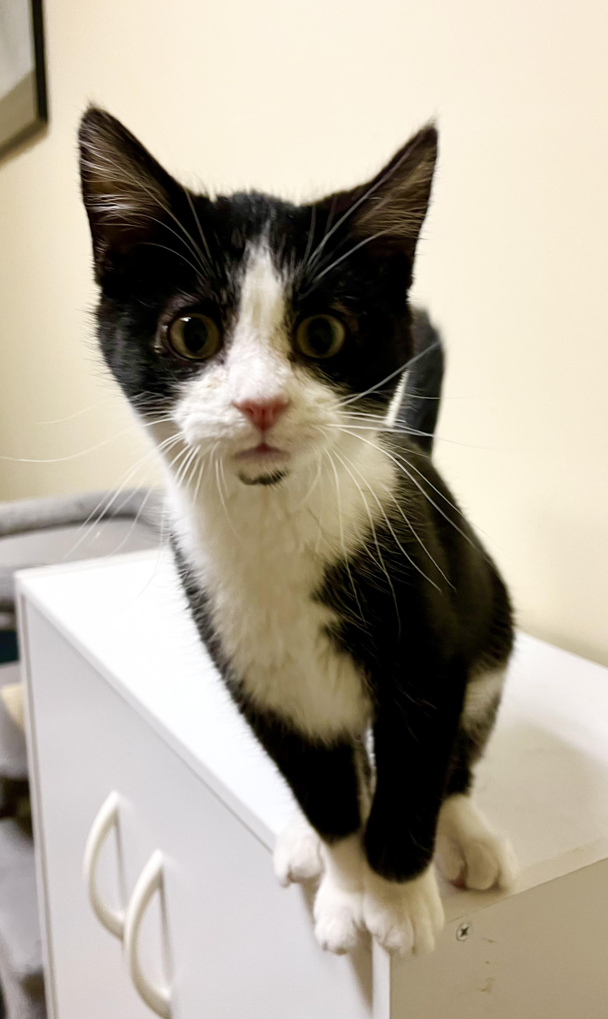 Enlarge Ace, a Adoptable Domestic Short Hair in Faribault, MN image 2/2