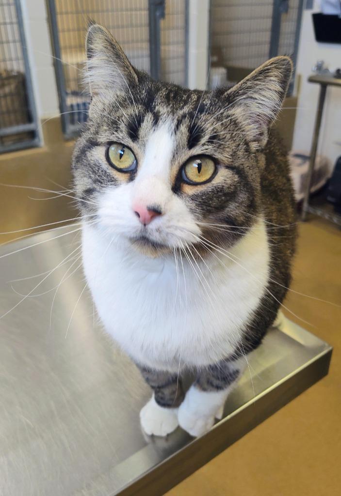 Enlarge Butterscotch - At Petco, a Adoptable mixed breed in Grand Forks, ND image 1/1