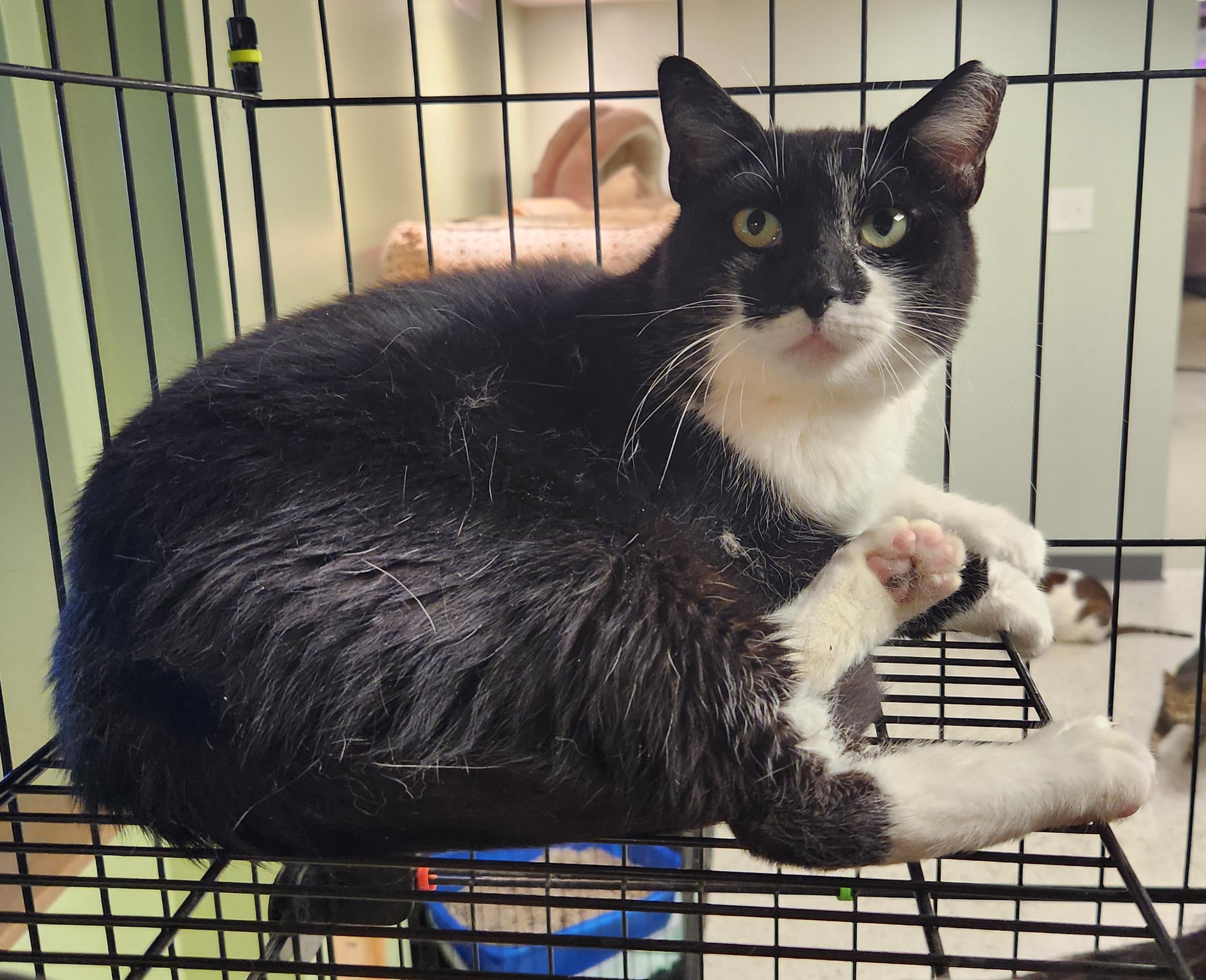 Oreo, Adopted, Adult Female Domestic Short Hair.