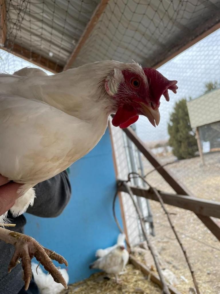 Liquorice, Adoptable, Adult Male Chicken.