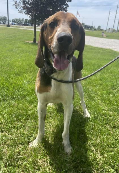 Givens, Adoptable, Adult Male Treeing Walker Coonhound.