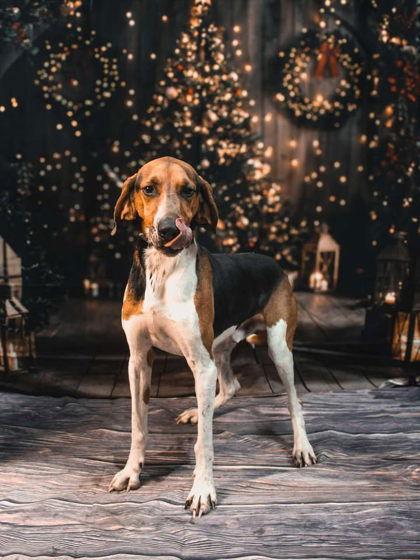 Givens, a Adoptable Treeing Walker Coonhound in Sullivan, IN image 2/3