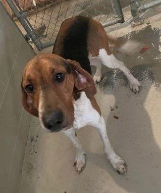 Givens, a Adoptable Treeing Walker Coonhound in Sullivan, IN image 3/3