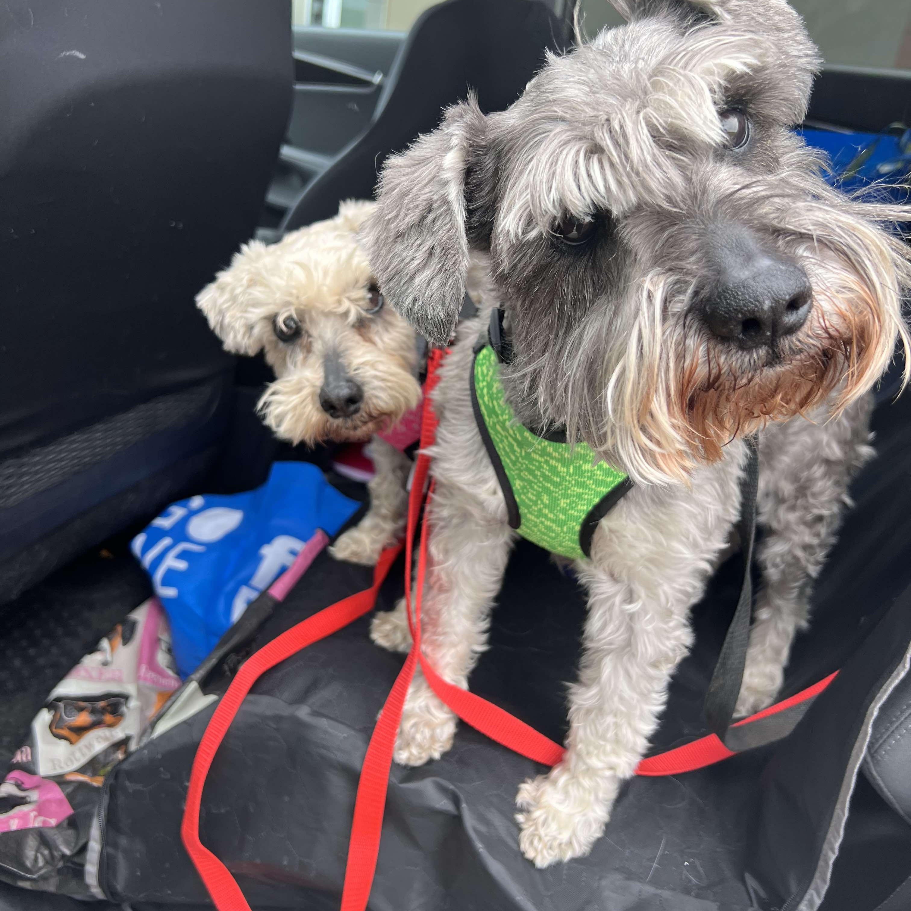 Enlarge Pepper (part of bonded pair), a Adoptable Miniature Schnauzer in Homer Glen, IL image 5/5