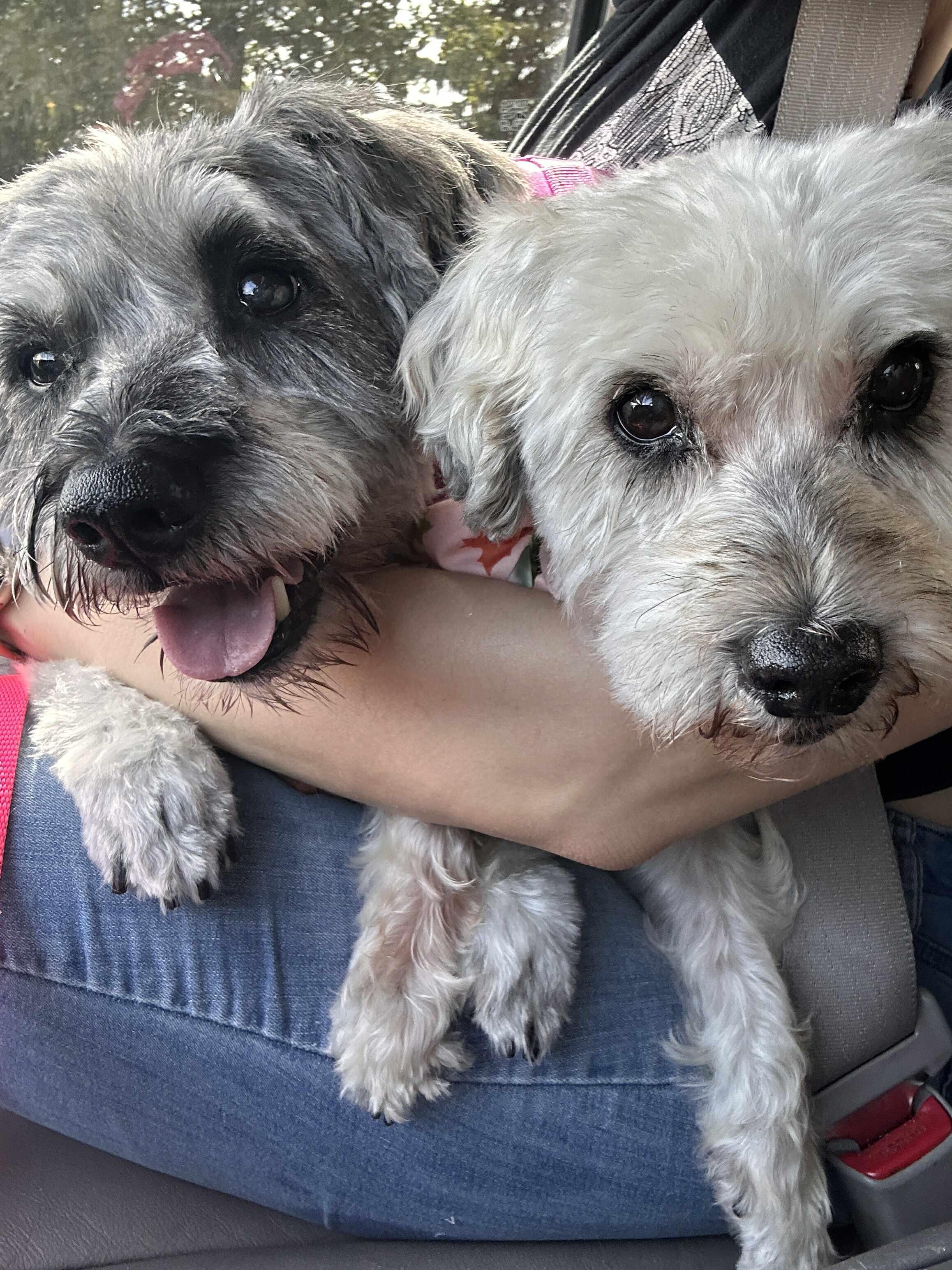 Enlarge Pepper (part of bonded pair), a Adoptable Miniature Schnauzer in Homer Glen, IL image 1/5