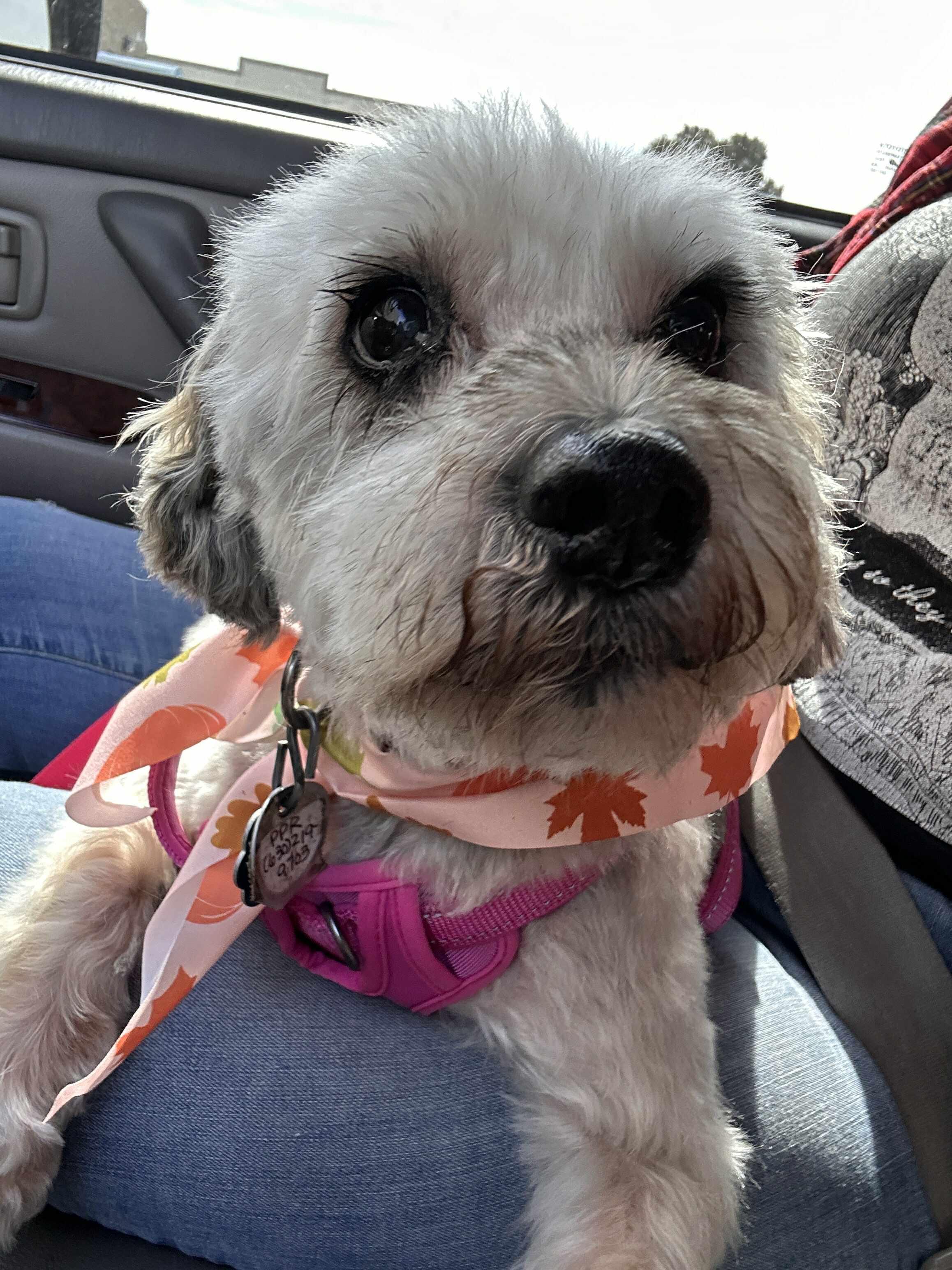 Enlarge Pepper (part of bonded pair), a Adoptable Miniature Schnauzer in Homer Glen, IL image 2/5