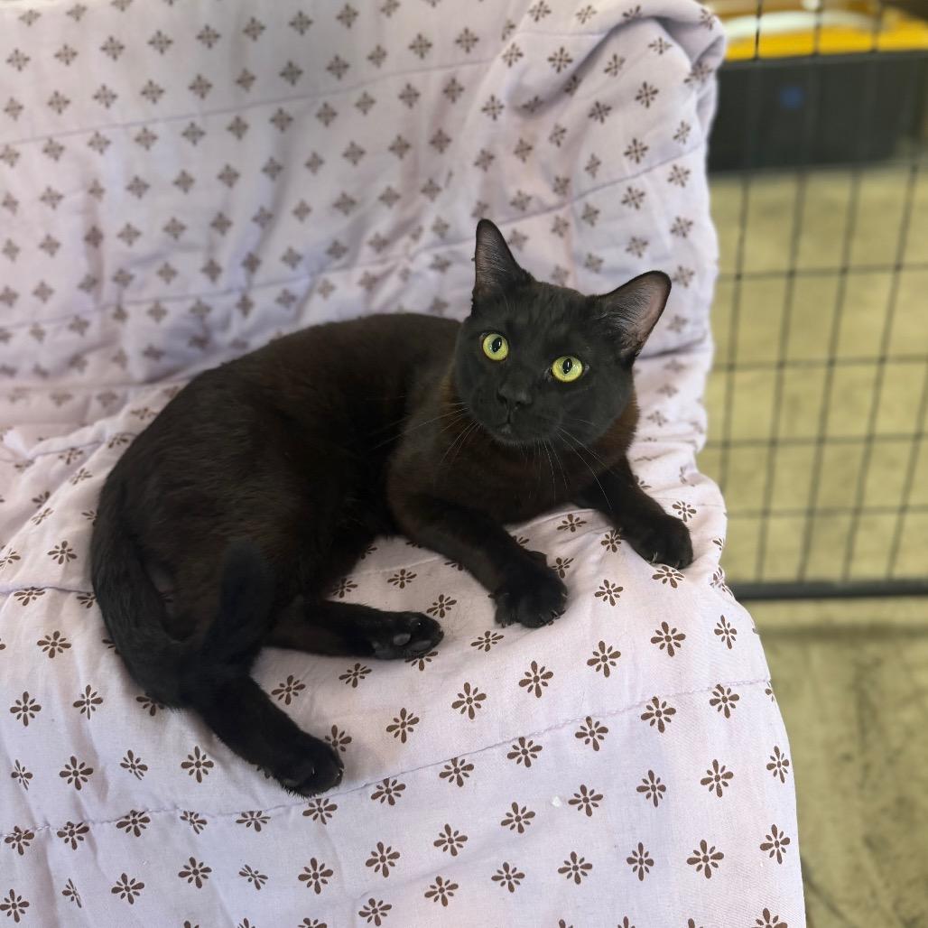 Enlarge Sully, a Adoptable Domestic Short Hair in Spanish Fork, UT image 1/2
