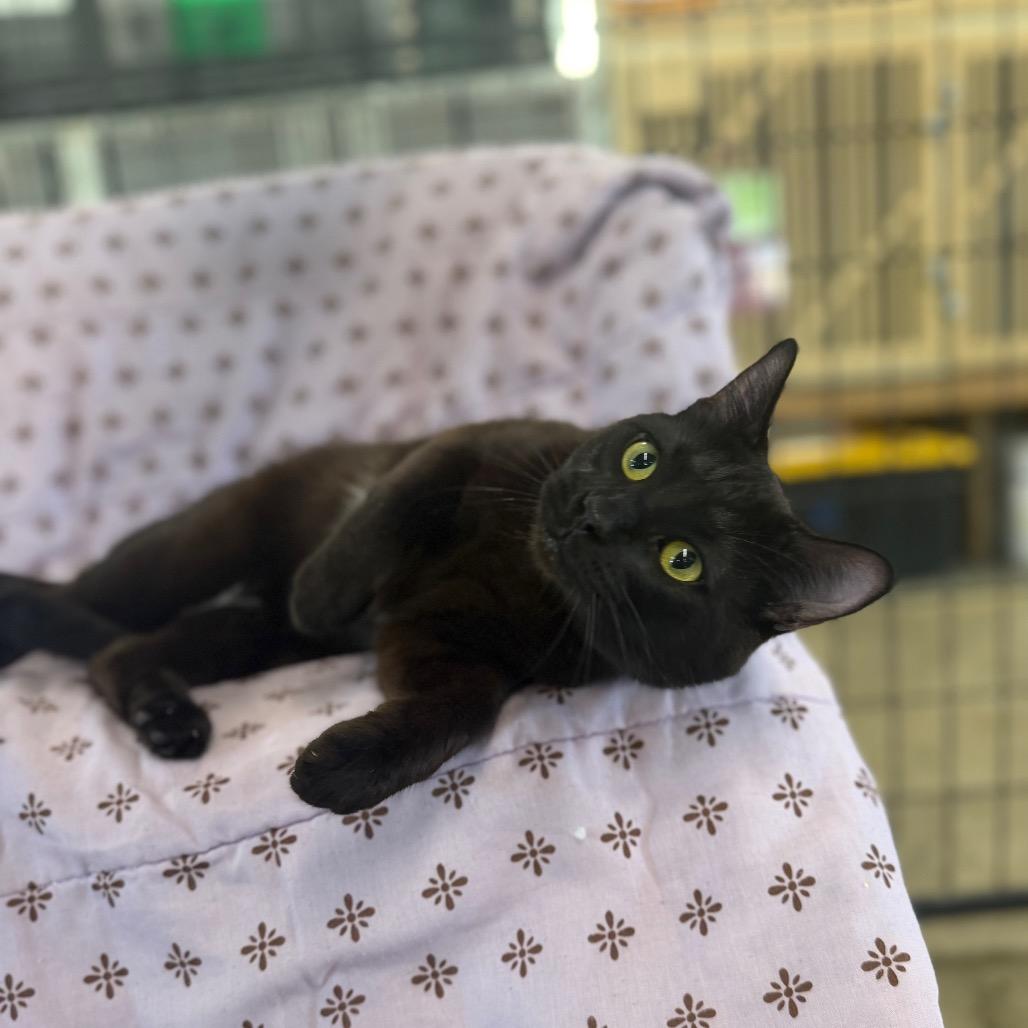 Enlarge Sully, a Adoptable Domestic Short Hair in Spanish Fork, UT image 2/2