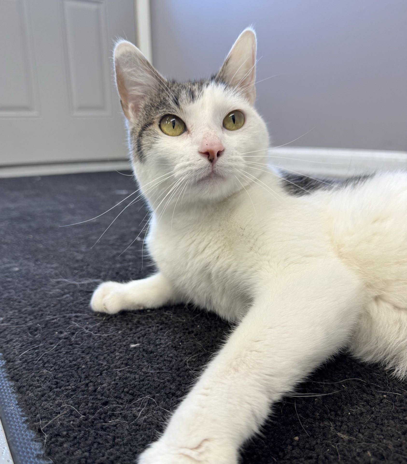 Enlarge Smoopers, an adopted Domestic Short Hair in Morris, MN image 3/4