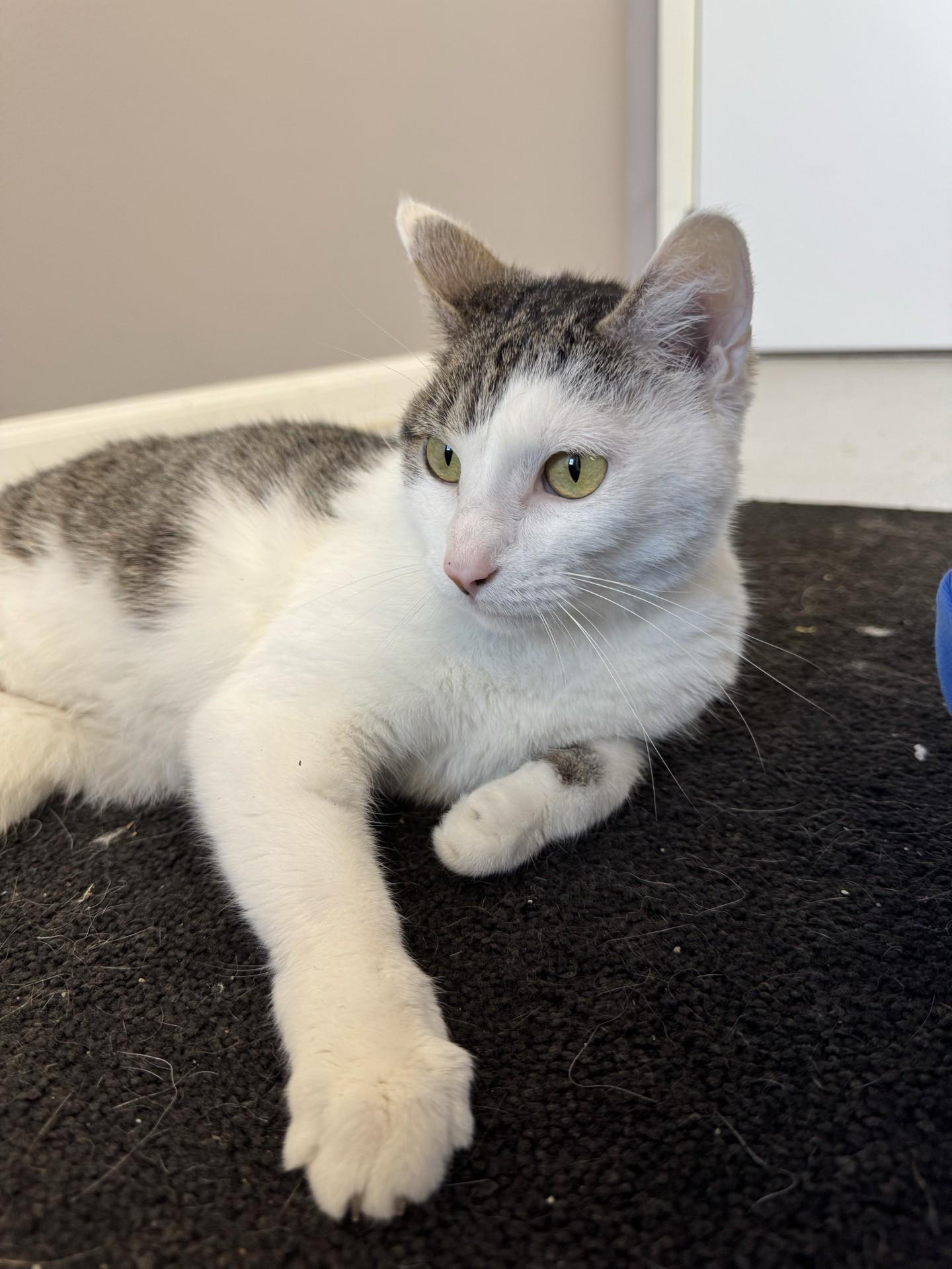 Enlarge Smoopers, an adopted Domestic Short Hair in Morris, MN image 2/4