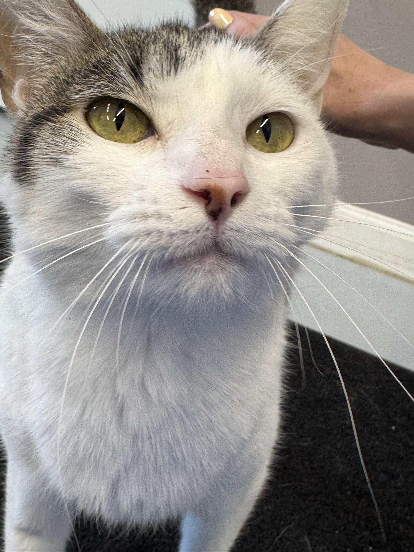 Smoopers, adopted, Adult Female Domestic Short Hair.