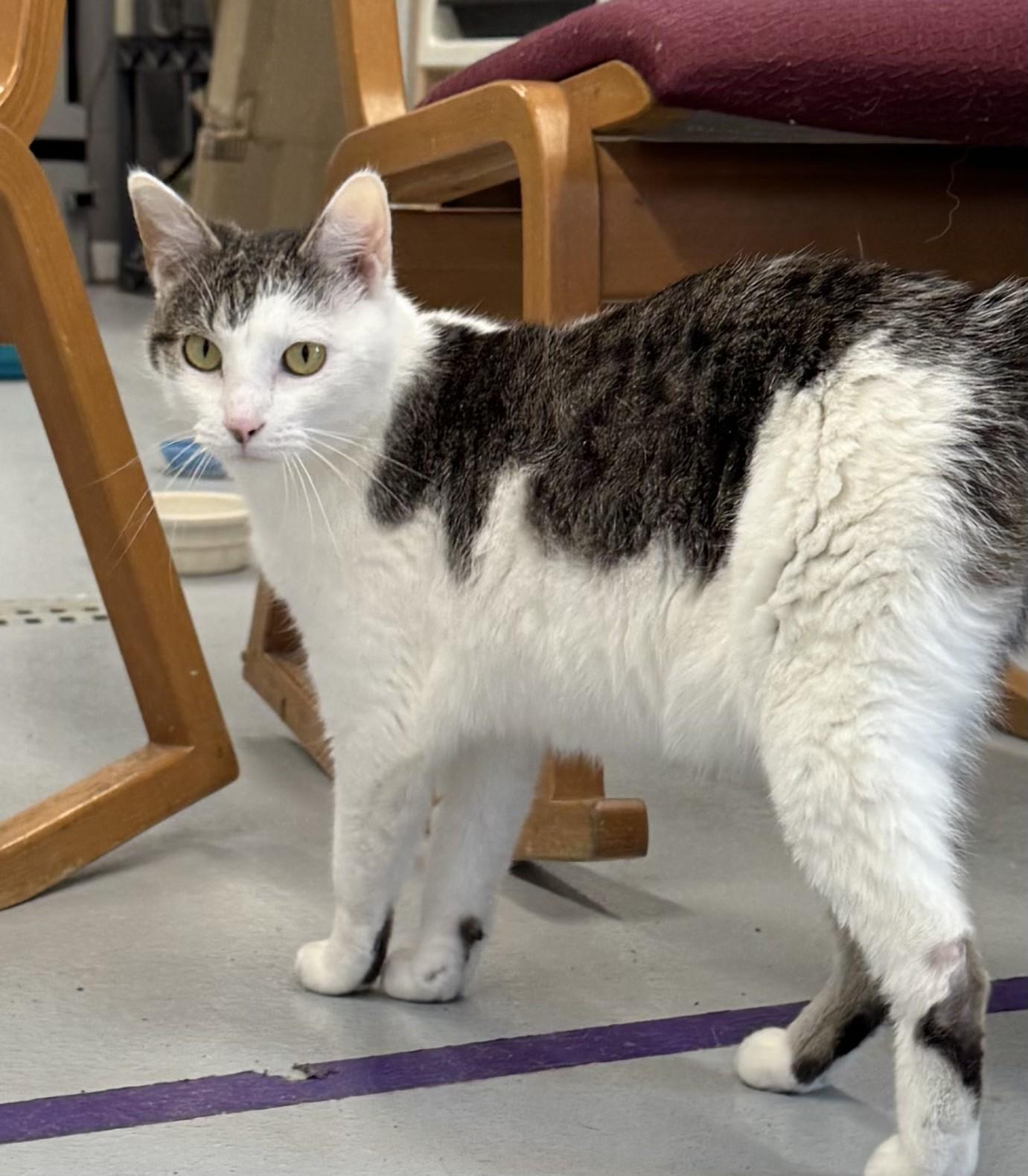 Enlarge Smoopers, an adopted Domestic Short Hair in Morris, MN image 4/4