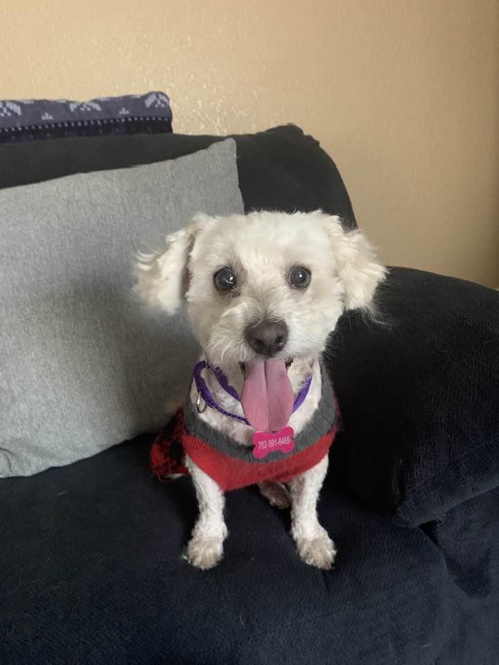 Bix, adopted, Young Female Bichon Frise & Poodle.
