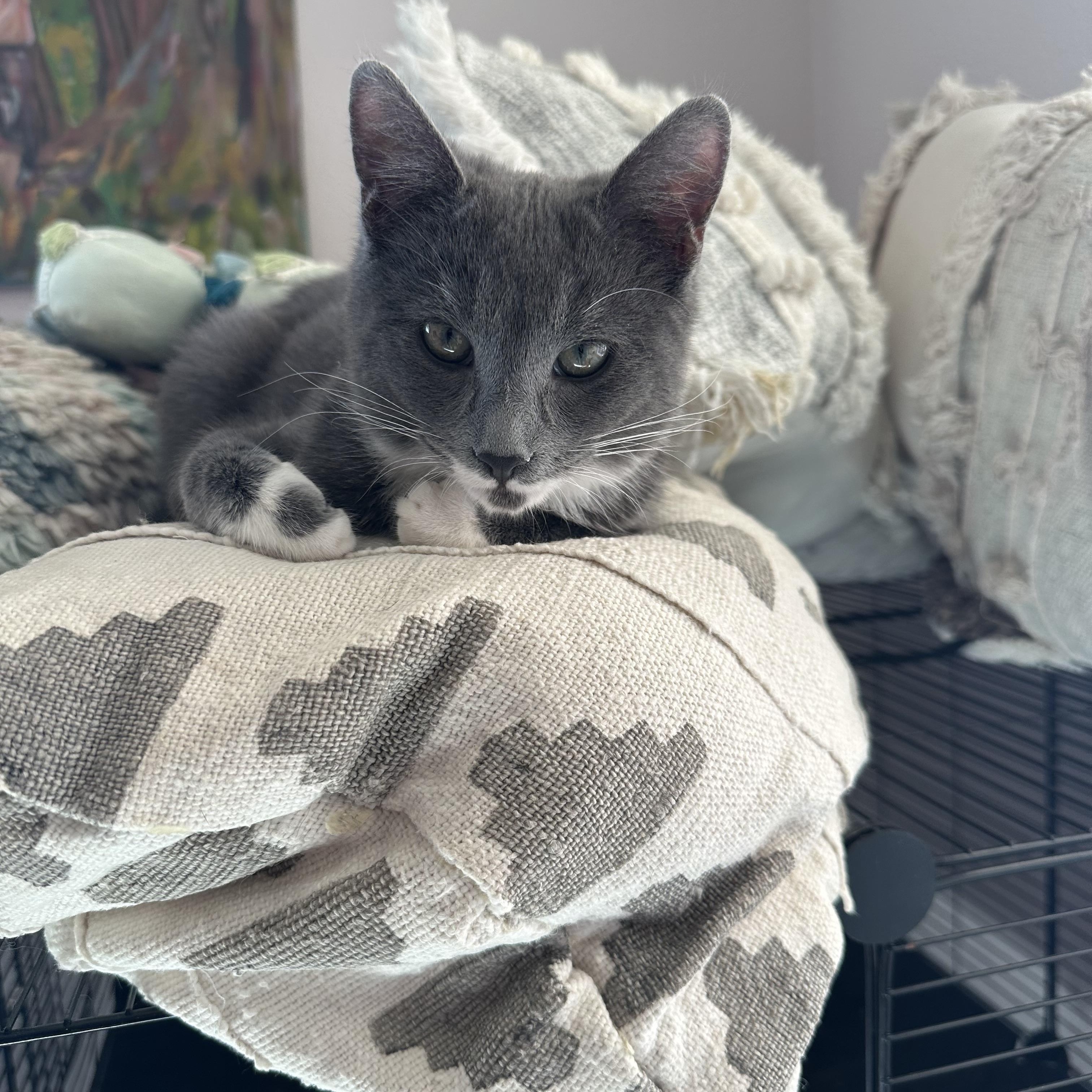 Enlarge Zinnia, a Adoptable Domestic Short Hair in Indio, CA image 1/2