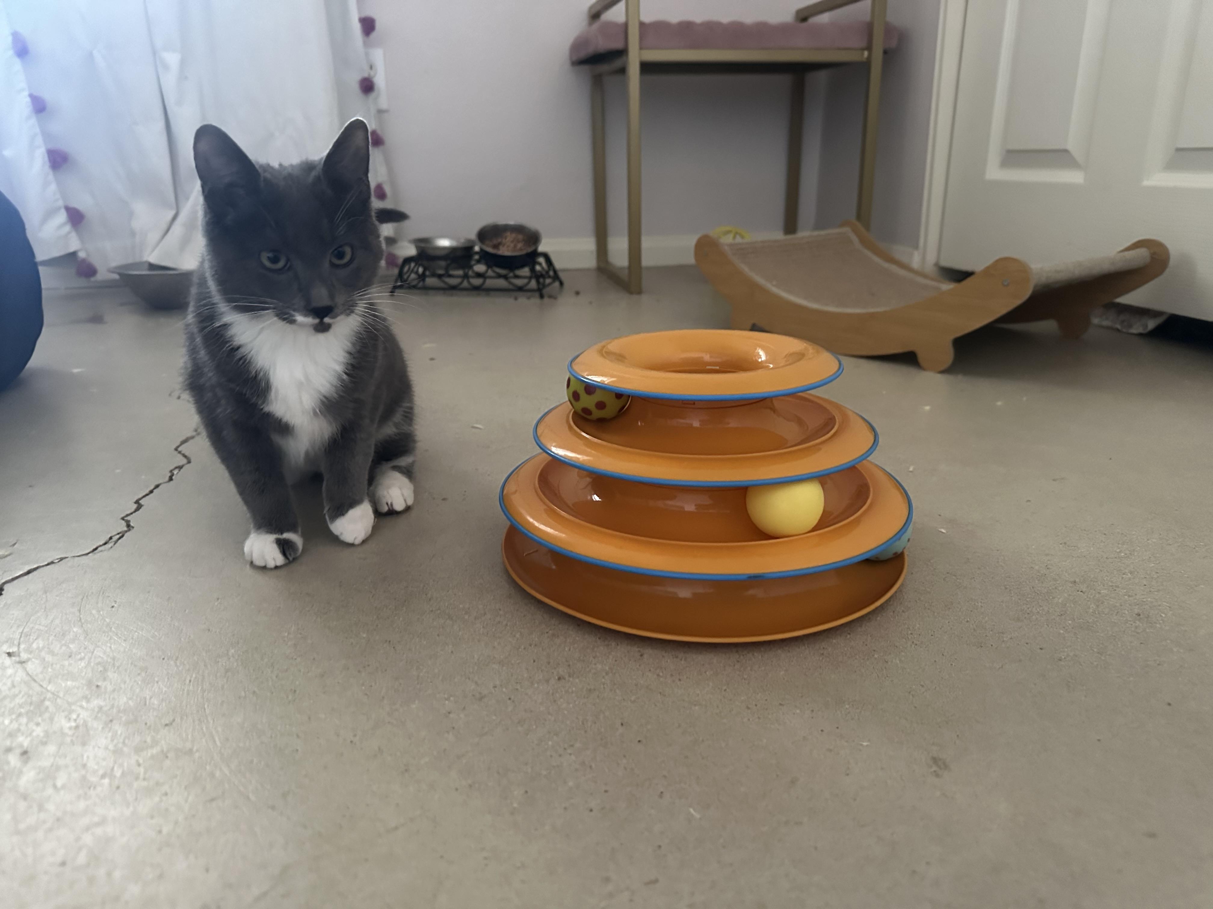 Enlarge Zinnia, a Adoptable Domestic Short Hair in Indio, CA image 2/2